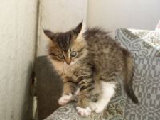 Розенкрафт Исаевич Бельштейн