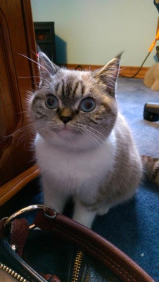 Алексей Николаевич Самойлов