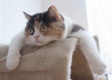 Екатерина Павловна Григорьева