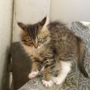 Бельштейн Розенкрафт Исаевич