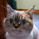 Самойлов Алексей Николаевич