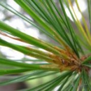 Тарасова Мария Игоревна