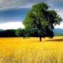 Чупахина Дарья Александровна